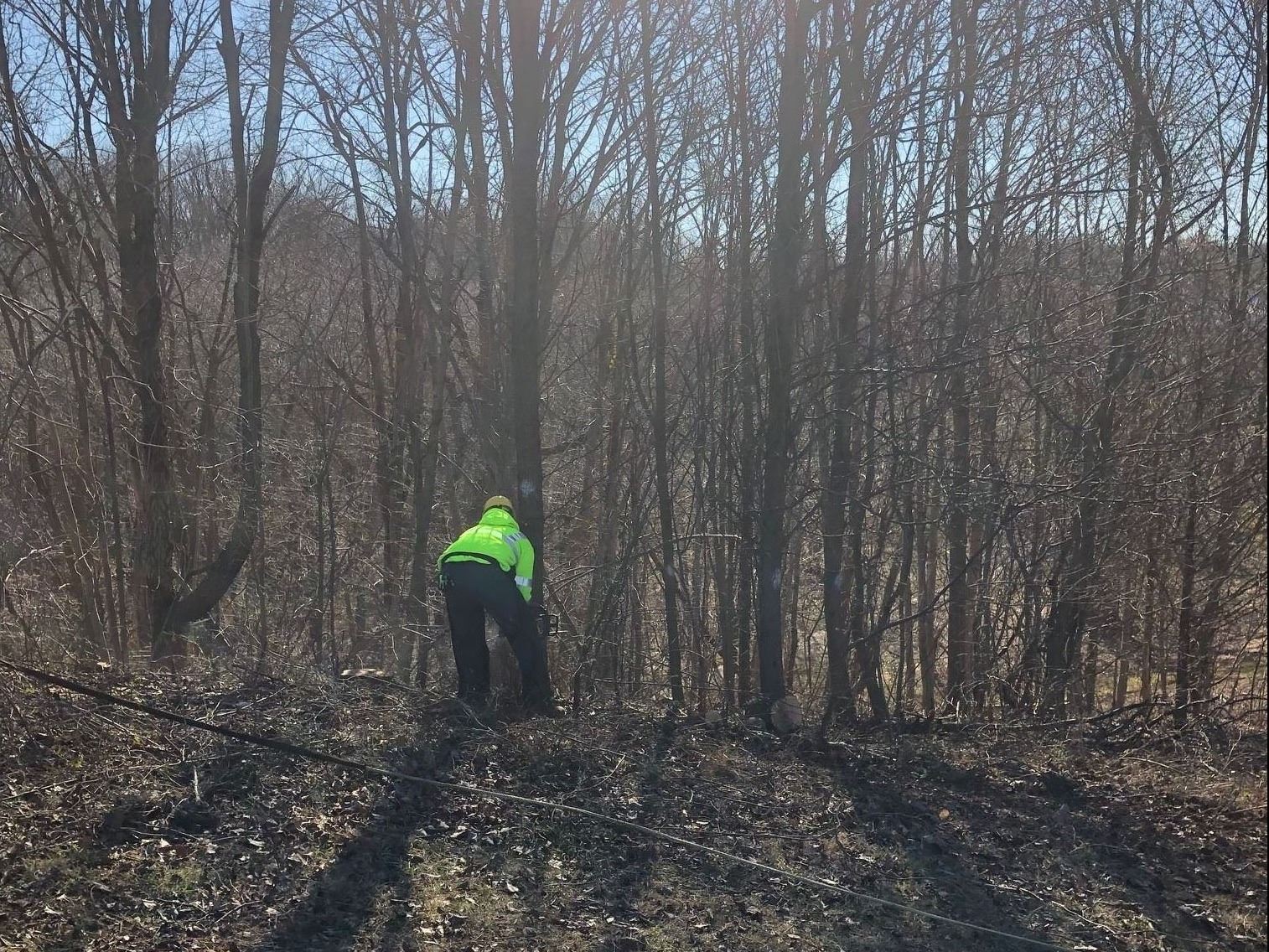 Bradford Pear Removal 2