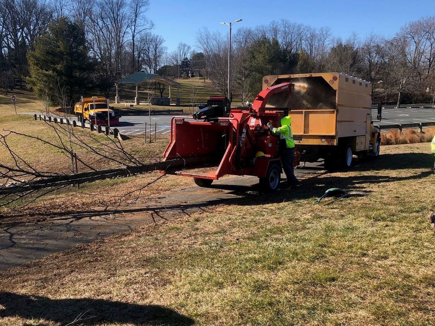 Bradford Pear Removal 4